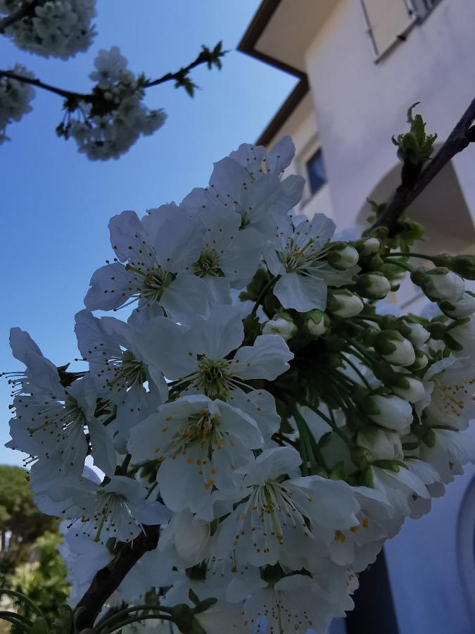 Apartment Sandra Rovinj